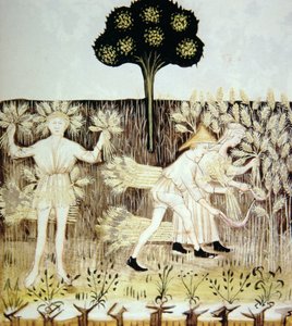 Fo.54r Estate: Raccolta del grano, illustrazione dal Tacuinum Sanitatis Codex Vindobonensis